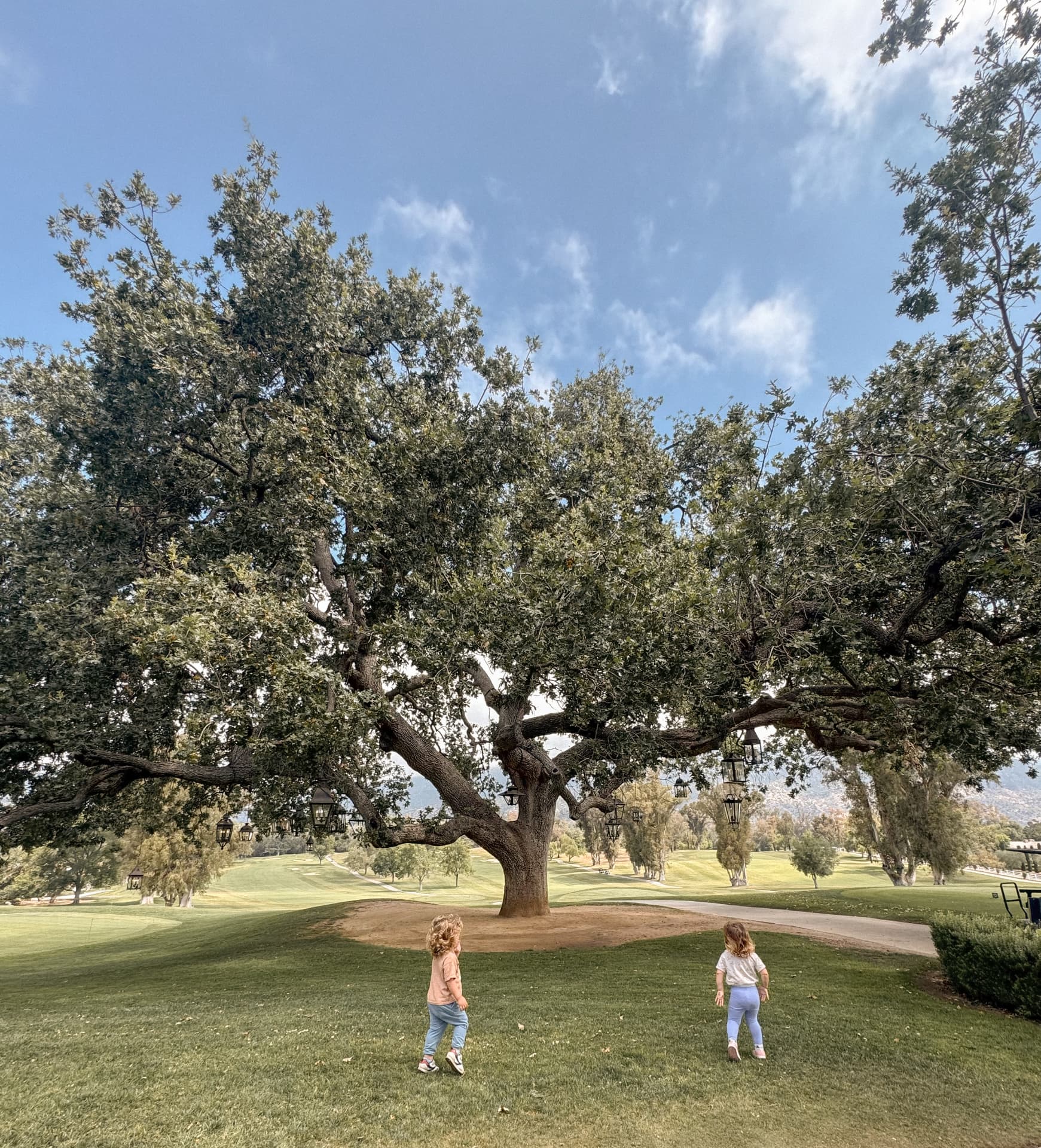 Two small children walking across a lawn towards an enormous oak tree hung with lanterns in the Ojai valley